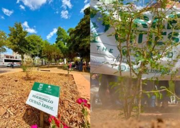 Hermosillo entra al selecto grupo de “Tree Cities of the World” por su compromiso con una ciudad más verde