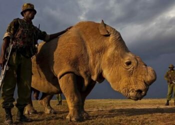 Rinocerontes sin cuerno, la nueva esperanza contra los cazadores furtivos