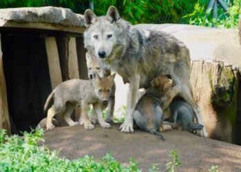 Nacen cuatro lobos mexicanos en el Zoológico de Aragón y llenan de esperanza la conservación