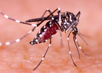 Sonora refuerza lucha contra dengue tras aumento a 160 casos confirmados en 2025