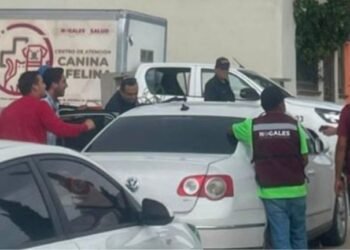 Rescatan 54 perros de un rastro clandestino en Nogales
