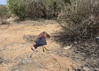 Localizan cuerpo sin vida en Pesqueira, Sonora; piden ayuda para identificarlo