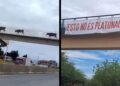 ¿Por qué los estudiantes de la UNISON no quieren usar su puente peatonal y las vacas sí?