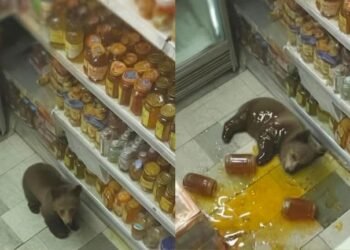 Cachorro de oso “asalta” supermercado y acaba en coma… ¡por la miel!