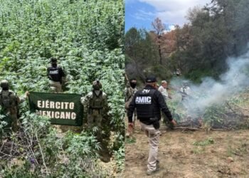 Destruyen en Cananea plantío con más de 8 mil plantas de marihuana