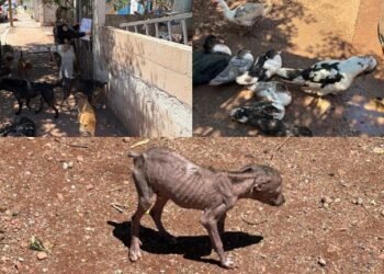 Rescatan a 11 perros y varias aves víctimas de maltrato