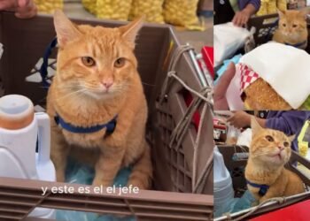 El “gatito hamburguesero” conquista la Central de Abastos y se vuelve viral en redes