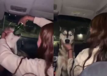 jóvenes obligan a un perro a beber alcohol y graban el abuso jóvenes obligan a un perro a beber alcohol y graban el abuso