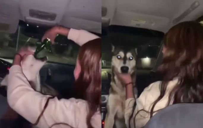 jóvenes obligan a un perro a beber alcohol y graban el abuso jóvenes obligan a un perro a beber alcohol y graban el abuso