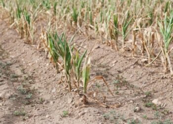 Solo 15 municipios siguen con sequía en Sonora