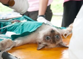 Hermosillo rompe récord con más de 15 mil esterilizaciones