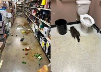 Entró a robar whisky… salió directo a AA: mapache termina noqueado por su propia borrachera