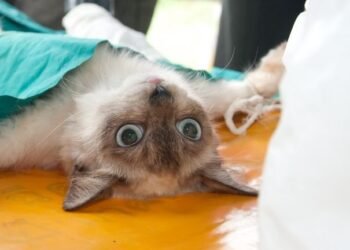 Hermosillo mantiene jornadas permanentes de esterilización gratuita para perros y gatos