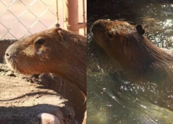 Centro Ecológico de Sonora presenta a su nuevo capibara