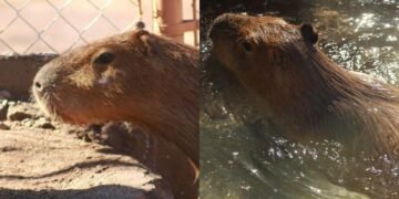 Centro Ecológico de Sonora presenta a su nuevo capibara