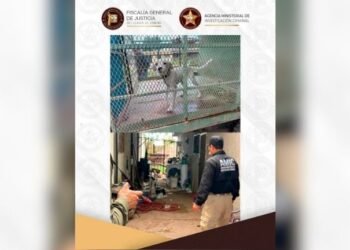 Rescatan a cachorro abandonado tras cateo en vivienda de Ciudad Obregón