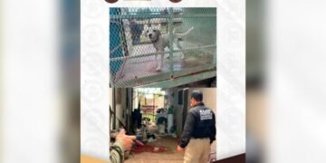 Rescatan a cachorro abandonado tras cateo en vivienda de Ciudad Obregón