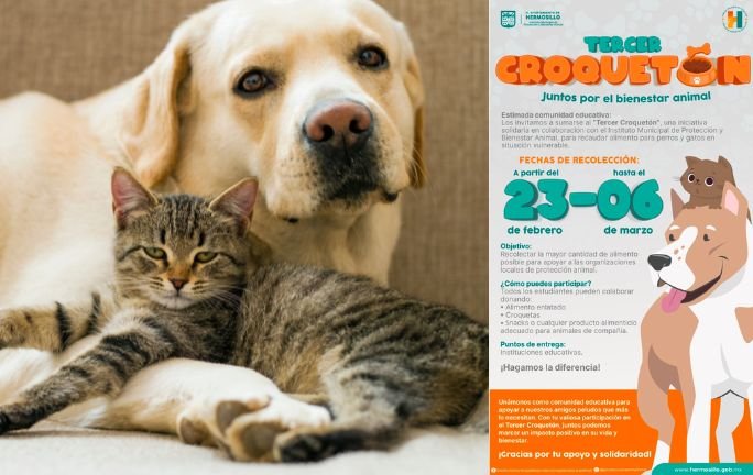 Hermosillo lanza el Tercer Croquetón para apoyar a perros y gatos en situación vulnerable Hermosillo lanza el Tercer Croquetón para apoyar a perros y gatos en situación vulnerable