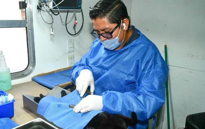 Activan programa de esterilización responsable en Bahía de Kino Activan programa de esterilización responsable en Bahía de Kino