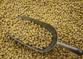 Recaudación de frijol en Hermosillo apoyará a más de 28 mil personas