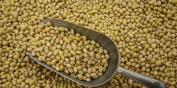 Recaudación de frijol en Hermosillo apoyará a más de 28 mil personas