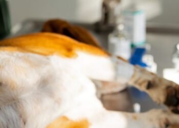 Hermosillo supera las 50 mil esterilizaciones gratuitas de perros y gatos