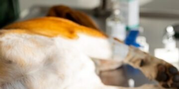 Hermosillo supera las 50 mil esterilizaciones gratuitas de perros y gatos