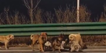 Siete perros desafían el peligro y logran volver con sus dueños en China