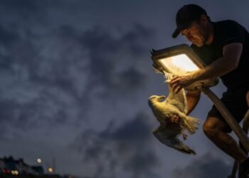 Joven arriesga su vida para salvar a una gaviota 🕊️