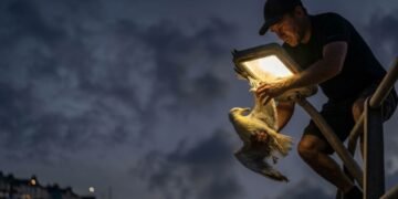 Joven arriesga su vida para salvar a una gaviota 🕊️