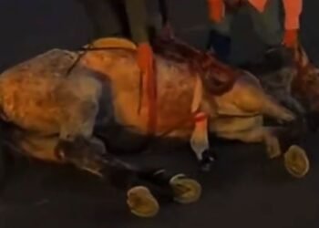 Investigan colapso de caballo durante manifestación de la Expogan en Hermosillo