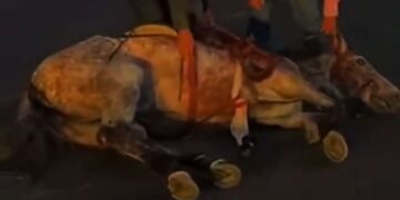 Investigan colapso de caballo durante manifestación de la Expogan en Hermosillo