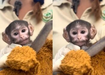 Yuji conmueve las redes: el mono bebé rechazado que comparan con Punch