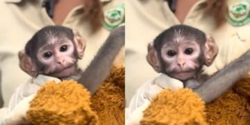 Yuji conmueve las redes: el mono bebé rechazado que comparan con Punch