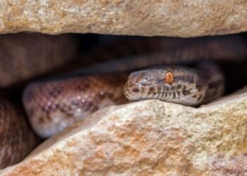 Niña es mordida por serpiente dentro de primaria en Hermosillo