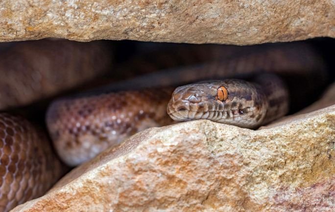 Niña es mordida por serpiente dentro de primaria en Hermosillo Niña es mordida por serpiente dentro de primaria en Hermosillo