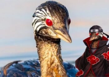 Ave con ojos tipo “Sharingan” de Naruto se vuelve viral en redes
