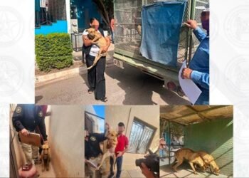 Rescatan a dos perros por presunto maltrato tras denuncia en Ciudad Obregón Rescatan a dos perros por presunto maltrato tras denuncia en Ciudad Obregón
