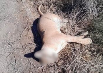 Denuncian presunto atropellamiento de puma en corredor natural de Sonora