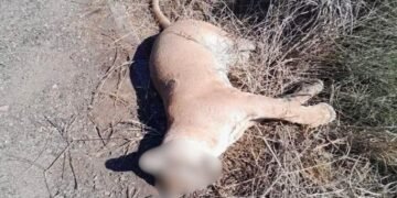Denuncian presunto atropellamiento de puma en corredor natural de Sonora