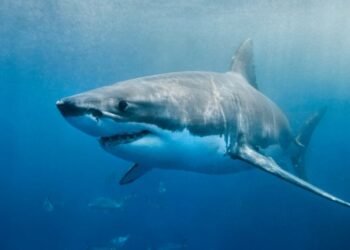 Buzo resulta herido tras ataque de tiburón