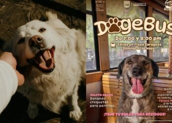 Súbete al DogeBus con tu mascota y apoya con croquetas