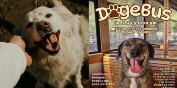 Súbete al DogeBus con tu mascota y apoya con croquetas