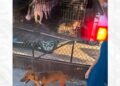 Salvan a cuatro perritos en Sonora tras denuncias por maltrato Animal