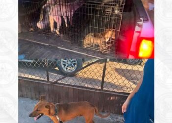 Salvan a cuatro perritos en Sonora tras denuncias por maltrato Animal