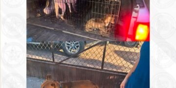 Salvan a cuatro perritos en Sonora tras denuncias por maltrato Animal