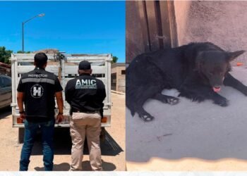 Rescatan a perro abandonado en vivienda deshabitada