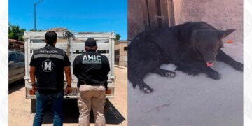 Rescatan a perro abandonado en vivienda deshabitada