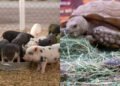 La granja de Toribio conquista a chicos y grandes en Hermosillo