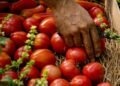 Familias compran solo lo necesario ante alto precio del tomate
